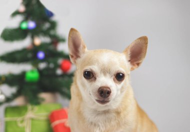 Kahverengi kısa saçlı chihuahua köpeğinin boynundaki güneş gözlüğü ve kulaklıkla beyaz arka planda Noel ağacı ve kırmızı ve yeşil hediye kutusuyla oturduğu görüntüyü kapat..
