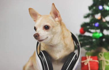 Boynuna kulaklık takmış kahverengi kısa saçlı chihuahua köpeği portresi beyaz arka planda Noel ağacı ve kırmızı ve yeşil hediye kutusu ile oturuyor..