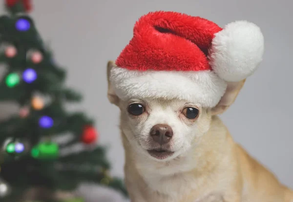 Retrato Cabelo Curto Marrom Chihuahua Cão Vestindo Chapéu Natal Vermelho — Fotografia de Stock