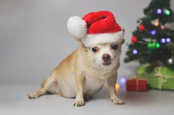Retrato Perro Chihuahua Pelo Corto Marrón Con Sombrero Navidad Rojo —  Fotos de Stock