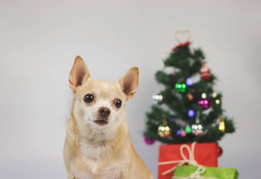 Kahverengi kısa saçlı chihuahua köpeğinin Noel ağacı ve yeşil ve kırmızı hediye kutusuyla beyaz arka planda oturduğu görüntüyü kapat.