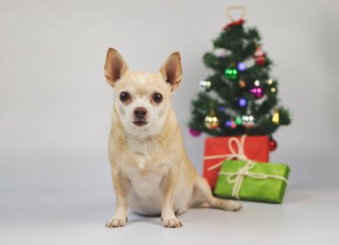 Kahverengi kısa saçlı chihuahua köpeğinin portresi beyaz arka planda Noel ağacı ve kırmızı ve yeşil hediye kutuları ile oturuyor..
