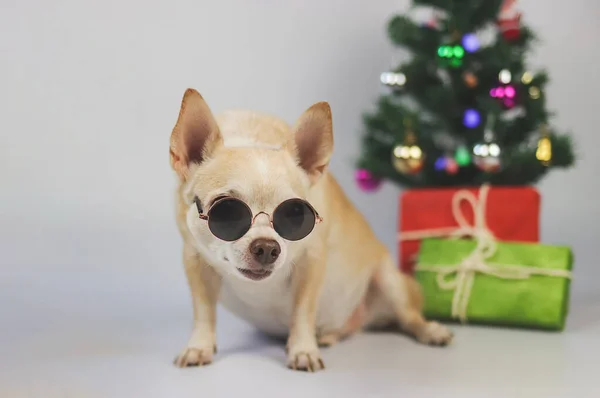 Portret Brązowe Krótkie Włosy Pies Chihuahua Noszenie Okularów Przeciwsłonecznych Siedzi — Zdjęcie stockowe
