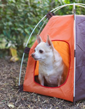Açık havada turuncu kamp çadırında oturan kahverengi kısa saçlı Chihuahua köpeği portresi. Hayvan gezisi konsepti.