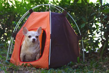 Açık havada turuncu kamp çadırında oturan kahverengi kısa saçlı Chihuahua köpeği portresi. Hayvan gezisi konsepti.