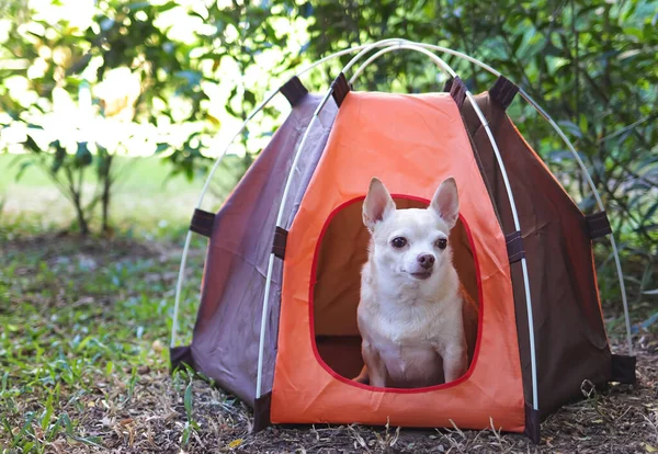 Portrait of brown short hair Chihuahua dog sitting in orange camping tent outdoor. Pet travel concept.