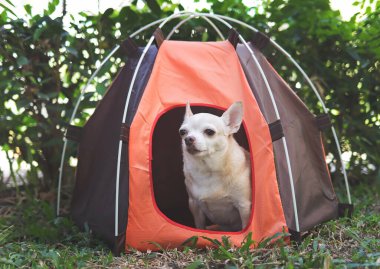 Açık havada turuncu kamp çadırında oturan kahverengi kısa saçlı Chihuahua köpeği portresi. Hayvan gezisi konsepti.