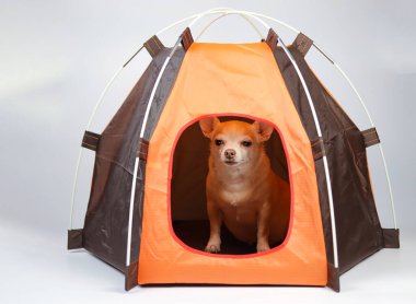 Portrait  of brown short hair Chihuahua dog sitting in orange camping tent on white background.