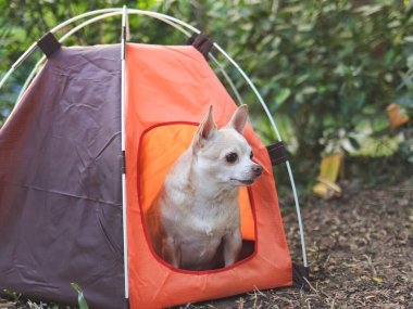 Açık havada turuncu kamp çadırında oturan kahverengi kısa saçlı Chihuahua köpeği portresi. Hayvan gezisi konsepti.