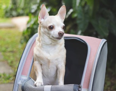 Kahverengi kısa saçlı chihuahua köpeğinin açık pencereli bir sırt çantasının içinde dikilip bakışlarını çevirdiği görüntüyü kapatın..