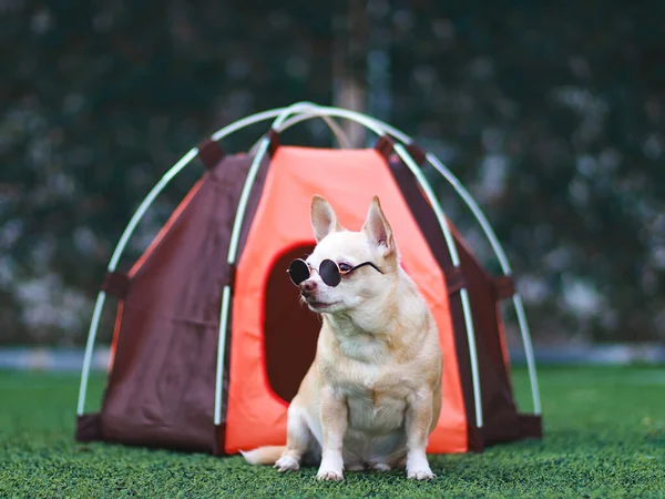 Portrait of brown short hair Chihuahua dog wearing sunglasses  sitting in front of orange camping tent on green grass,  outdoor, looking away. Pet travel concept.