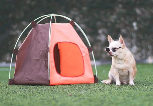 Portrait of brown short hair Chihuahua dog wearing sunglasses  sitting in front of orange camping tent on green grass,  outdoor, looking at camera. Pet travel concept.