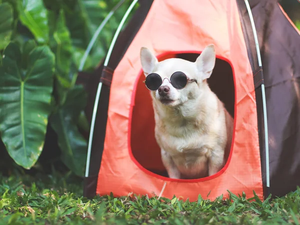 Portrait of brown short hair Chihuahua dog wearing sunglasses  sitting iin  orange camping tent on green grass,  outdoor, looking  at camera. Pet travel concept.