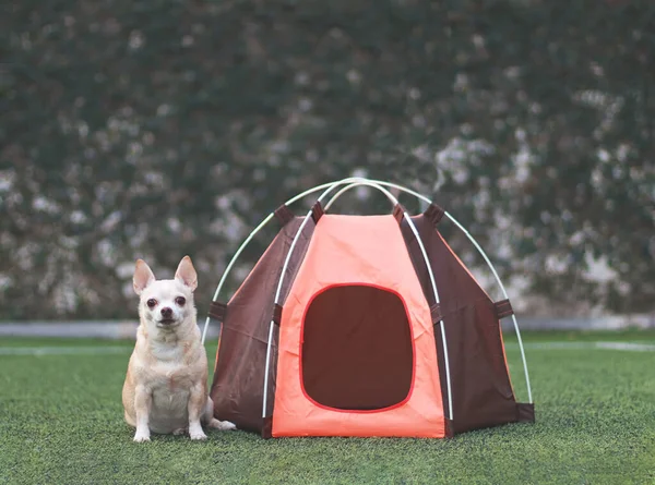 Portrait of brown short hair Chihuahua dog sitting in front of orange camping tent on green grass,  outdoor, looking at camera. Pet travel concept.