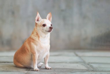 Portrait of fat  brown short hair chihuahua dog sitting on cement floor and cement wall background, looking away.