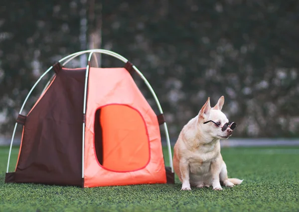 Portrait of brown short hair Chihuahua dog wearing sunglasses  sitting in front of orange camping tent on green grass,  outdoor, looking away. Pet travel concept.