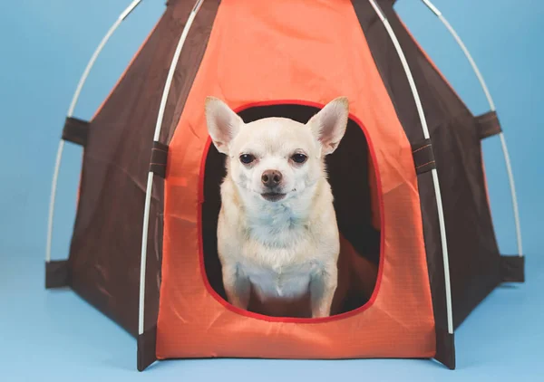 Portrait of brown short hair Chihuahua dog sitting in orange camping tent on blue background. looking at camera.