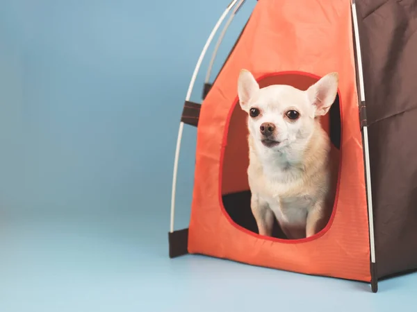 棕色短发奇瓦瓦犬的肖像 坐在蓝色背景的橙色帐篷里 看着相机 — 图库照片