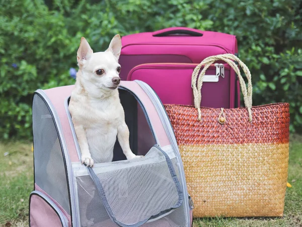 Retrato Perro Chihuahua Pelo Corto Marrón Pie Mochila Transporte Mascotas —  Fotos de Stock