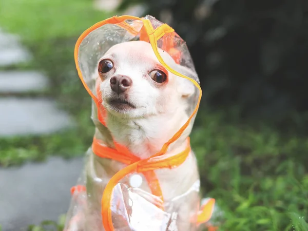 Porträt Eines Braunen Chihuahua Hundes Mit Kurzen Haaren Und Regenjacke — Stockfoto