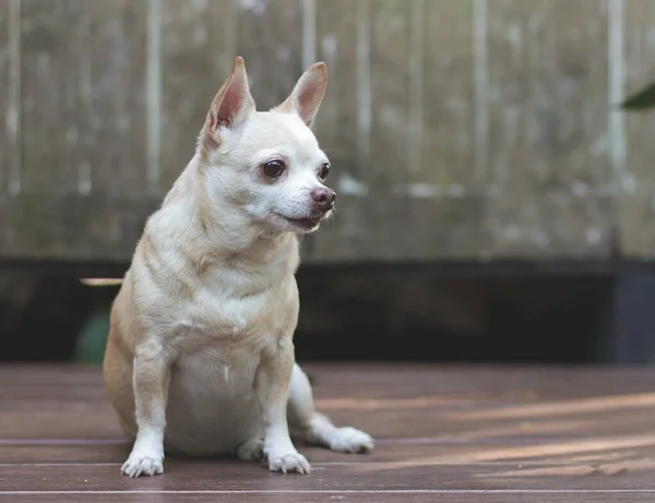 Portrait Brown Short Hair Chihuahua Dog Sitting Wooden Floor Wooden — Photo