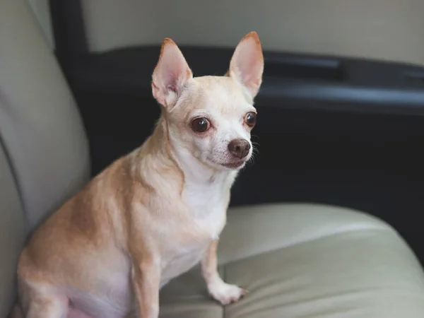 Stock image Portrait of brown chihuahua dog sitting  on car seat, looking outside. travel with animals.