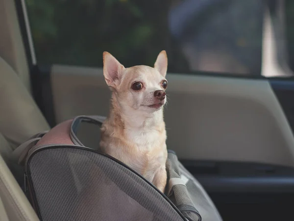 Stock image Portrait of happy brown short hair chihuahua dog standing in  pet carrier backpack with opened windows in car seat. Safe travel with pets concept.