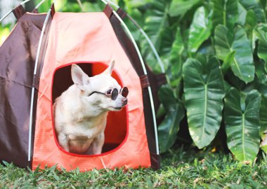 Kahverengi kısa saçlı, güneş gözlüğü takan Chihuahua köpeğinin portresi turuncu bir çadırda yeşil çimlerin üzerinde oturuyor, dışarı bakıyor. Hayvan gezisi konsepti.