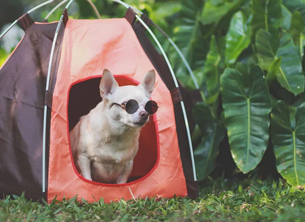 Portrait of brown short hair Chihuahua dog wearing sunglasses  sitting iin  orange camping tent on green grass,  outdoor, looking  away. Pet travel concept.
