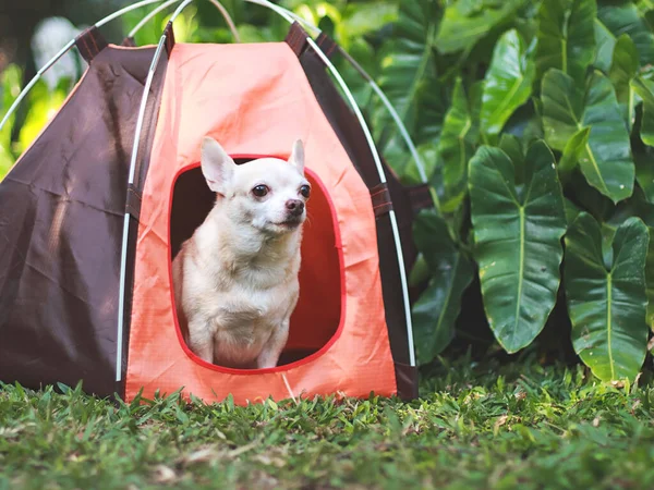Portrait of brown short hair Chihuahua dog sitting in the orange camping tent on green grass,  outdoor, looking away. Pet travel concept.