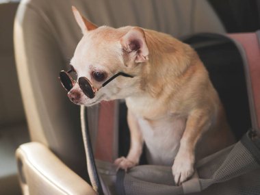 Araba koltuğunda gezgin hayvan çantasının içinde duran güneş gözlüğü takan kahverengi chihuahua köpeği portresi. Ev hayvanı konseptiyle iyi yolculuklar..