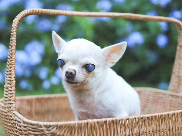Portrait of old  chihuahua dog with blind eyes sitting in basket in beautiful garden with purple flowers.