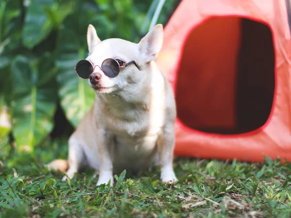 Portrait of brown short hair Chihuahua dog wearing sunglasses  sitting in front of orange camping tent on green grass,  outdoor, looking sideway at camera. Pet travel concept.