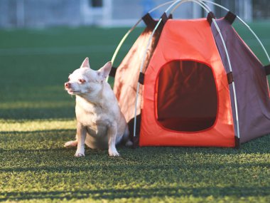 Portrait of brown short hair Chihuahua dog sitting in front of orange camping tent on green grass,  outdoor with morning sunlight,  looking away. Pet travel concept.