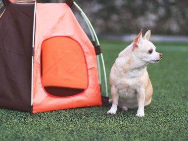 Portrait of brown short hair Chihuahua dog sitting in front of orange camping tent on green grass,  outdoor, looking away. Pet travel concept.