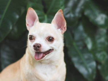 Bahçedeki yeşil çimlerin üzerinde oturan sevimli kahverengi saçlı chihuahua köpeğinin görüntüsünü kapat..