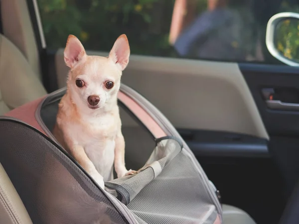 Zamknij Obraz Szczęśliwy Brązowy Krótkie Włosy Chihuahua Pies Stojący Plecaku — Zdjęcie stockowe