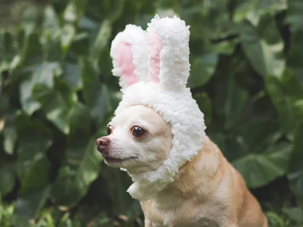 Portrait Brown Short Hair Chihuahua Dog Dressed Easter Bunny Costume — Stock Photo, Image