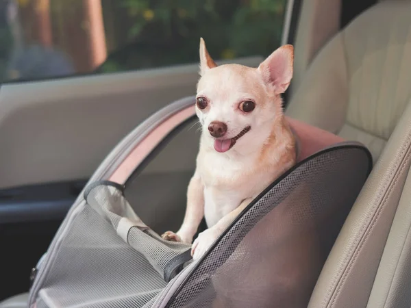 Stock image Portrait of happy brown short hair chihuahua dog standing in  pet carrier backpack with opened windows in car seat. Safe travel with pets concept.