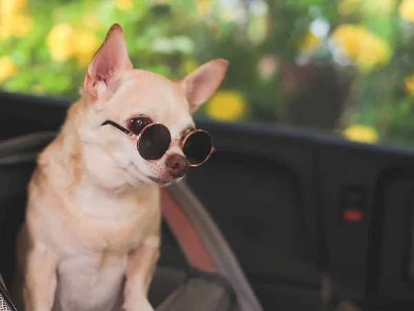 Portrait of brown short hair chihuahua dog wearing sunglasses  standing in  pet carrier backpack with opened windows in car seat. Safe travel with pets concept.