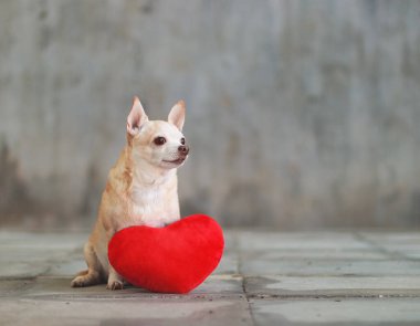Portrait of brown short hair Chihuahua dogs sitting  with red heart shape pillow on blurred tile floor and  cement wall Valentine's day concept.