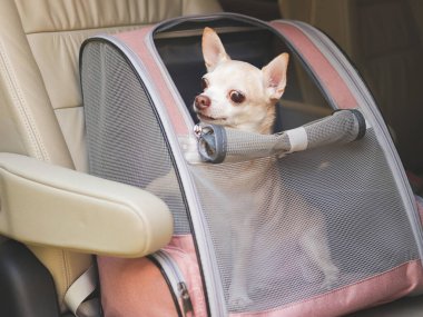 Araba koltuğunda açık pencereleri olan, evcil hayvan taşıyıcı sırt çantasında oturan mutlu kahverengi saçlı chihuahua köpeği portresi. Evcil hayvan konseptiyle güvenli seyahat.
