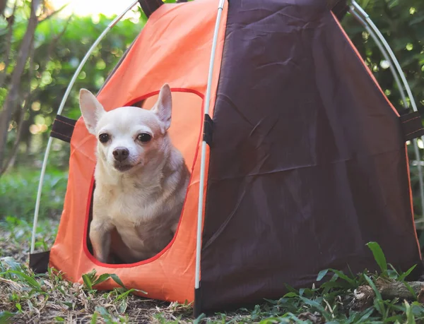 Portrait of brown short hair Chihuahua dog sitting in orange camping tent outdoor. Pet travel concept.