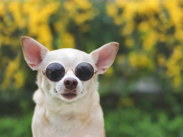 Close Obraz Brązowe Krótkie Włosy Chihuahua Pies Okularach Przeciwsłonecznych Siedzi — Zdjęcie stockowe