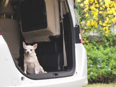 Arabanın bagajında oturan kahverengi kısa saçlı Chihuahua köpeğinin portresi, sarı çiçekli kameraya bakıyor..