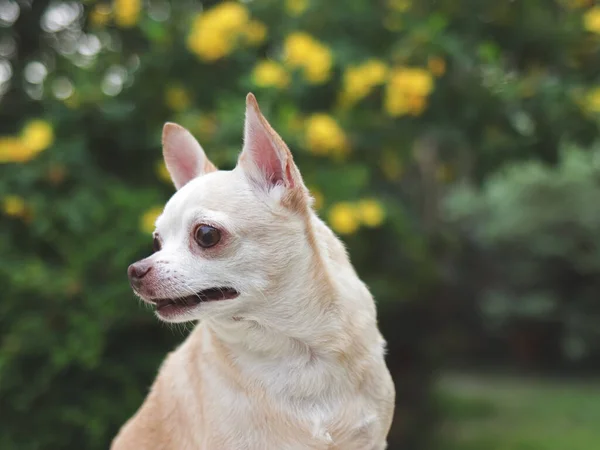 Retrato Lindo Perro Chihuahua Pelo Corto Marrón Sentado Jardín Mirando — Foto de Stock
