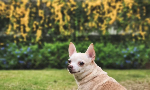 Закрываем Снимок Коричневой Короткошерстной Собаки Чхуахуа Сидящей Зеленой Траве Саду — стоковое фото