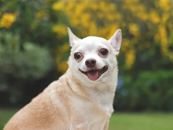 Imagen Cerca Pelo Corto Marrón Perro Chihuahua Sentado Sobre Hierba —  Fotos de Stock