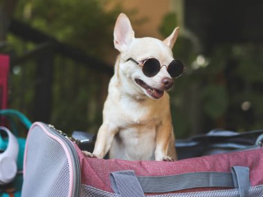 Güneş gözlüğü takan kahverengi kısa saçlı chihuahua köpeğinin portresi seyahat aksesuarlarıyla gezgin hayvan taşıyıcı çantasının içinde duruyor, seyahat etmeye hazır. Hayvanlarla iyi yolculuklar..