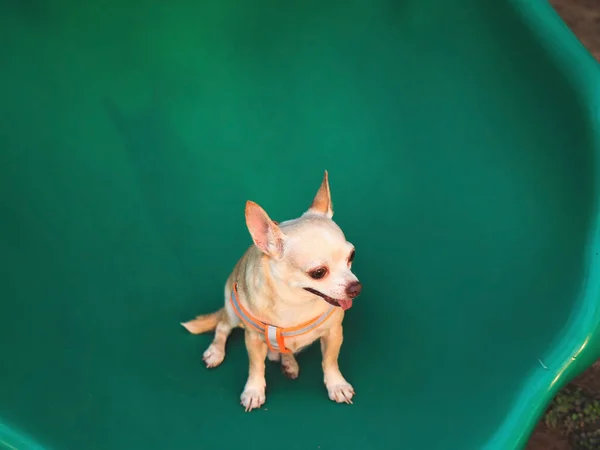 Top view of Brown Chihuahua dog sitting on green playground equipment .